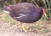 moorhen
